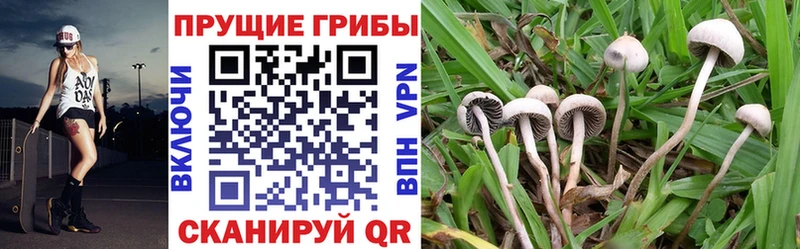 мориарти состав  Гремячинск  Псилоцибиновые грибы Psilocybe 